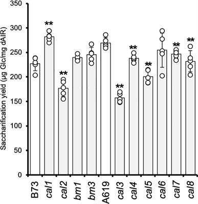A large-scale forward genetic screen for maize mutants with altered lignocellulosic properties